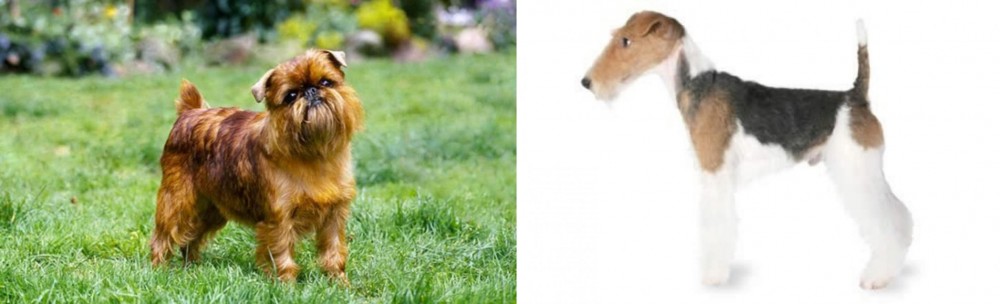 Fox Terrier vs Belgian Griffon - Breed Comparison
