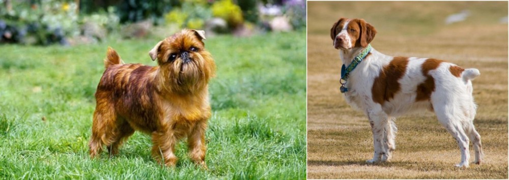 French Brittany vs Belgian Griffon - Breed Comparison
