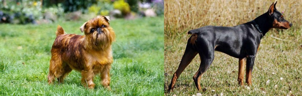 German Pinscher vs Belgian Griffon - Breed Comparison