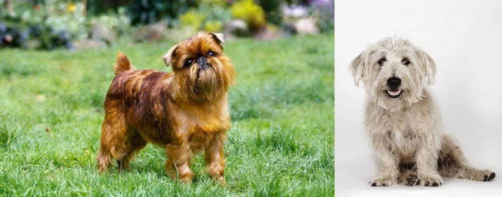 Glen of Imaal Terrier vs Belgian Griffon - Breed Comparison