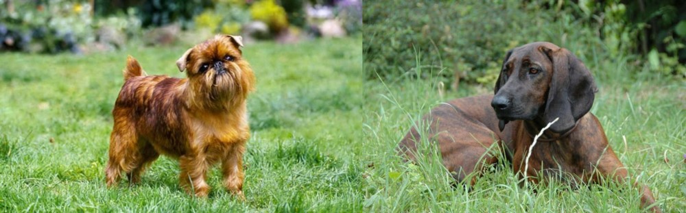 Hanover Hound vs Belgian Griffon - Breed Comparison