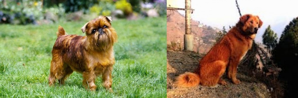 Himalayan Sheepdog vs Belgian Griffon - Breed Comparison