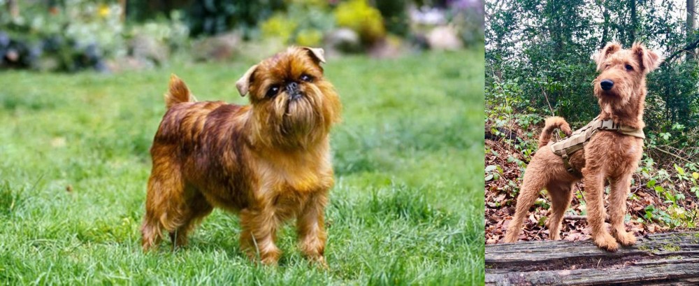 Irish Terrier vs Belgian Griffon - Breed Comparison