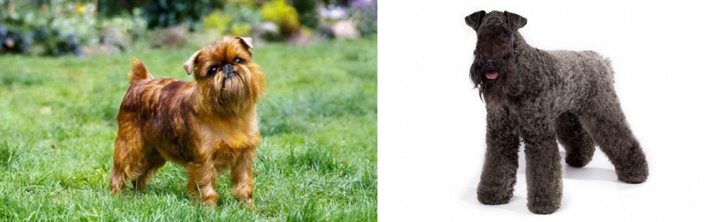 Kerry Blue Terrier vs Belgian Griffon - Breed Comparison