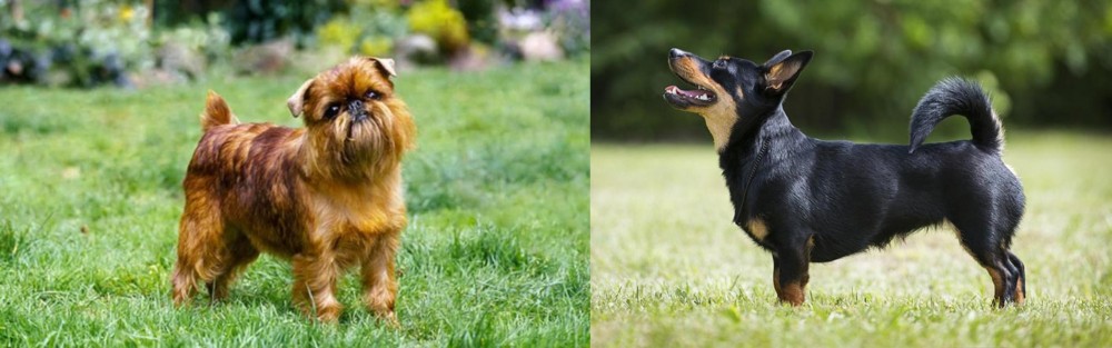 Lancashire Heeler vs Belgian Griffon - Breed Comparison