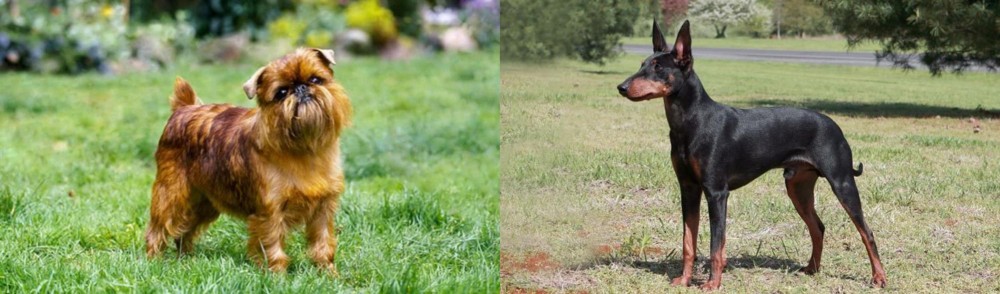 Manchester Terrier vs Belgian Griffon - Breed Comparison