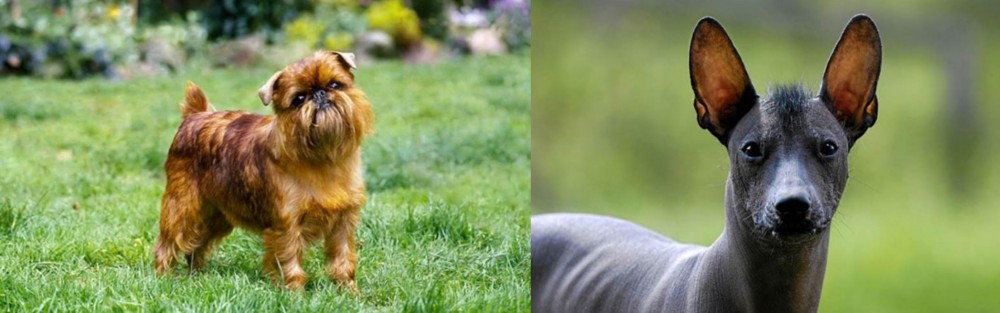 Mexican Hairless vs Belgian Griffon - Breed Comparison