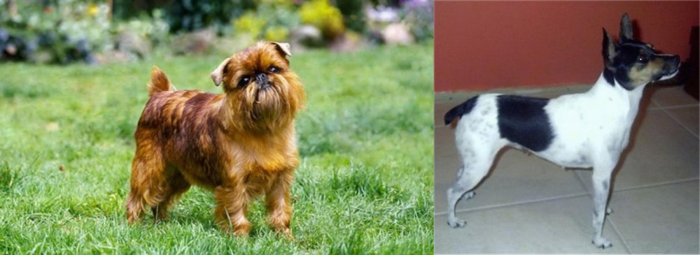Miniature Fox Terrier vs Belgian Griffon - Breed Comparison