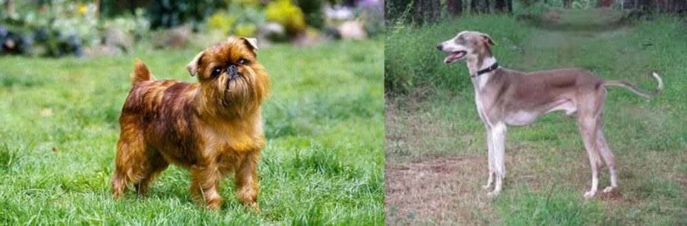 Mudhol Hound vs Belgian Griffon - Breed Comparison