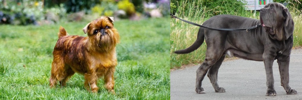 Neapolitan Mastiff vs Belgian Griffon - Breed Comparison