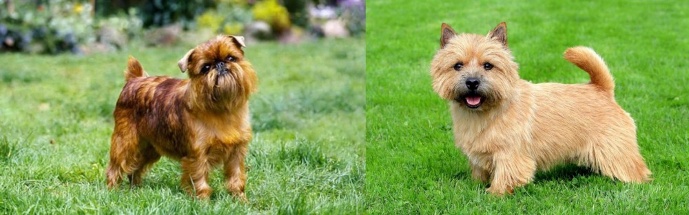 Norwich Terrier vs Belgian Griffon - Breed Comparison
