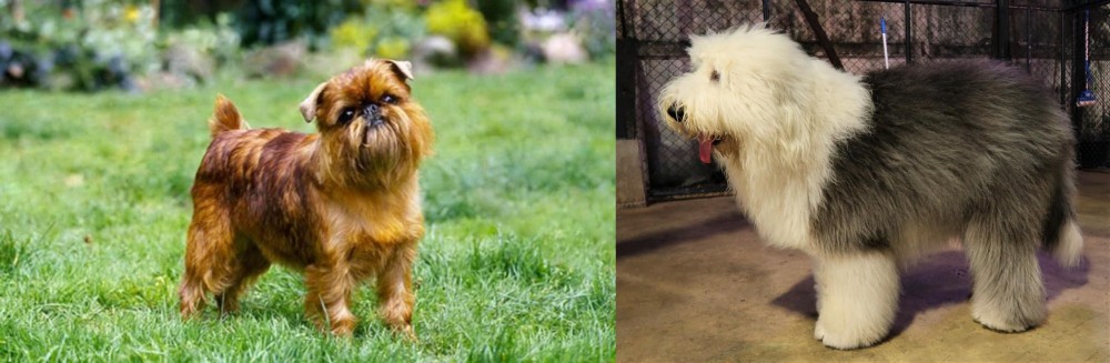 Old English Sheepdog vs Belgian Griffon - Breed Comparison