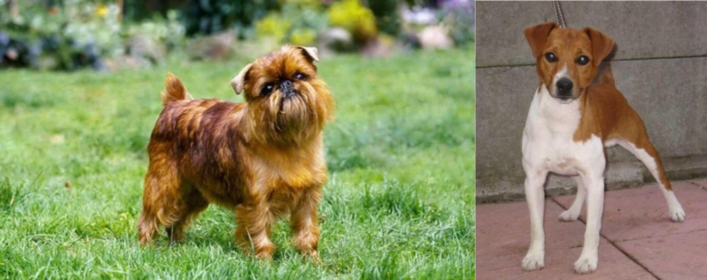 Plummer Terrier vs Belgian Griffon - Breed Comparison