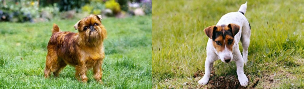 Russell Terrier vs Belgian Griffon - Breed Comparison