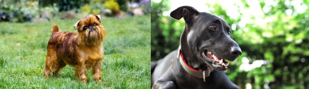 Shepard Labrador vs Belgian Griffon - Breed Comparison