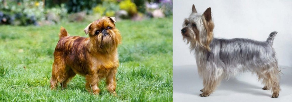 Silky Terrier vs Belgian Griffon - Breed Comparison