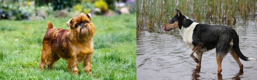 Smooth Collie vs Belgian Griffon - Breed Comparison