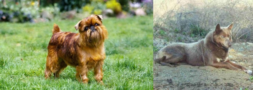Tahltan Bear Dog vs Belgian Griffon - Breed Comparison