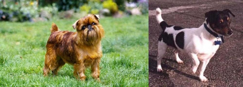 Teddy Roosevelt Terrier vs Belgian Griffon - Breed Comparison