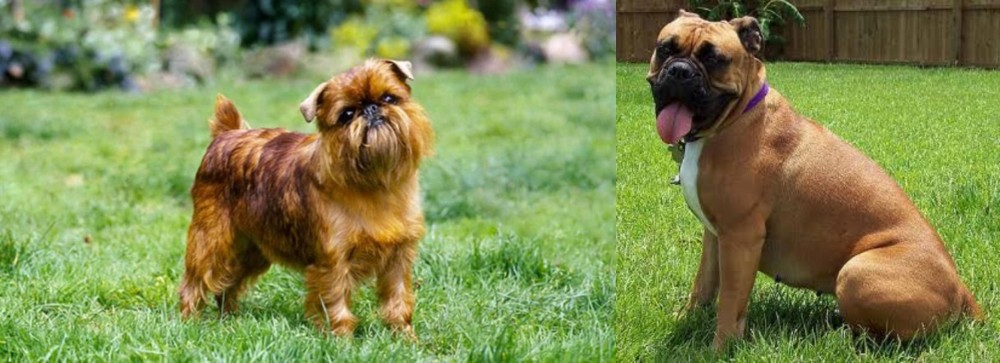 Valley Bulldog vs Belgian Griffon - Breed Comparison