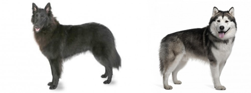 Alaskan Malamute vs Belgian Shepherd - Breed Comparison