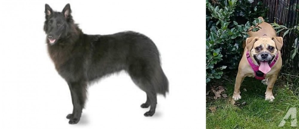 Beabull vs Belgian Shepherd - Breed Comparison