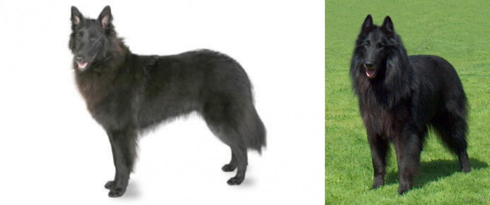 Belgian Shepherd Dog (Groenendael) vs Belgian Shepherd - Breed Comparison
