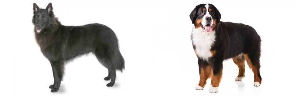 Bernese Mountain Dog vs Belgian Shepherd - Breed Comparison