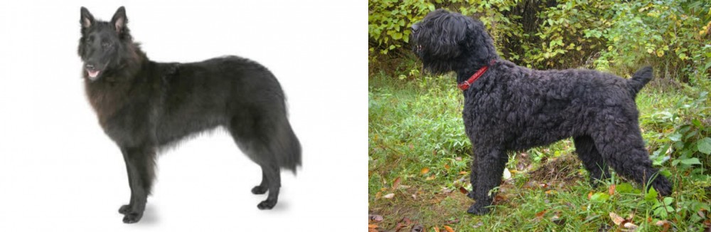 Black Russian Terrier vs Belgian Shepherd - Breed Comparison