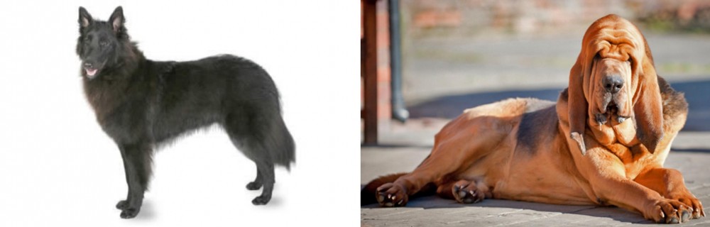 Bloodhound vs Belgian Shepherd - Breed Comparison