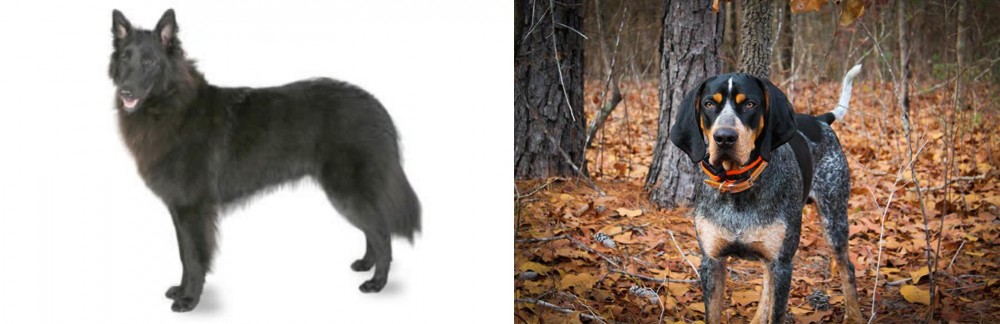 Bluetick Coonhound vs Belgian Shepherd - Breed Comparison