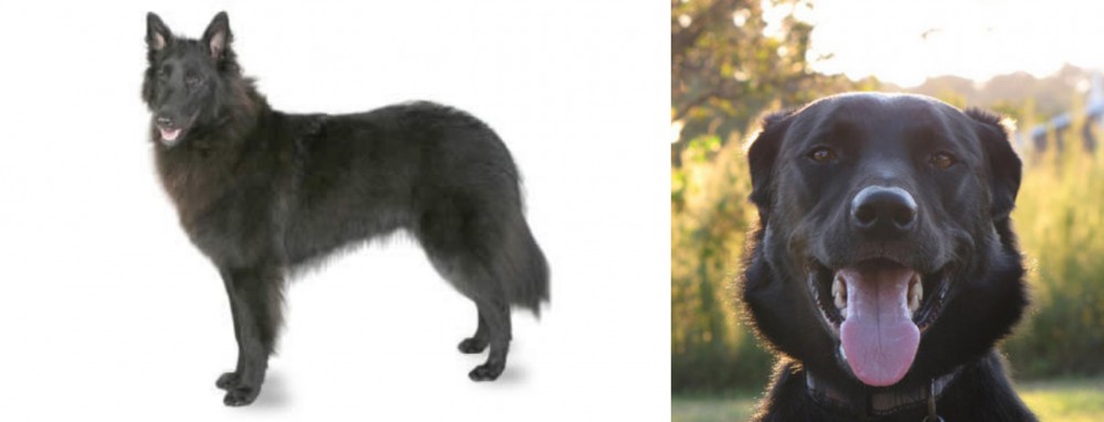 Borador vs Belgian Shepherd - Breed Comparison