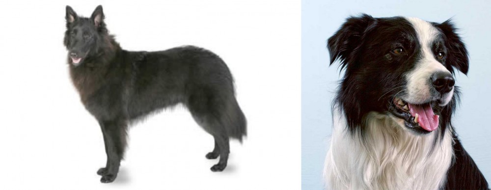 Border Collie vs Belgian Shepherd - Breed Comparison