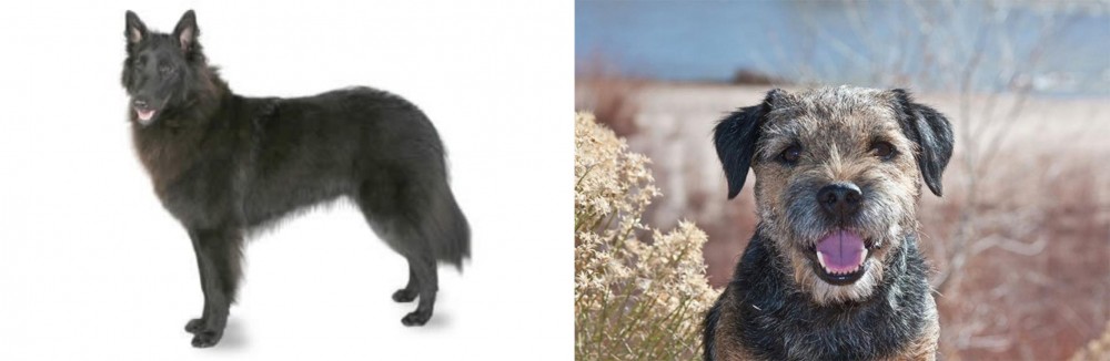 Border Terrier vs Belgian Shepherd - Breed Comparison