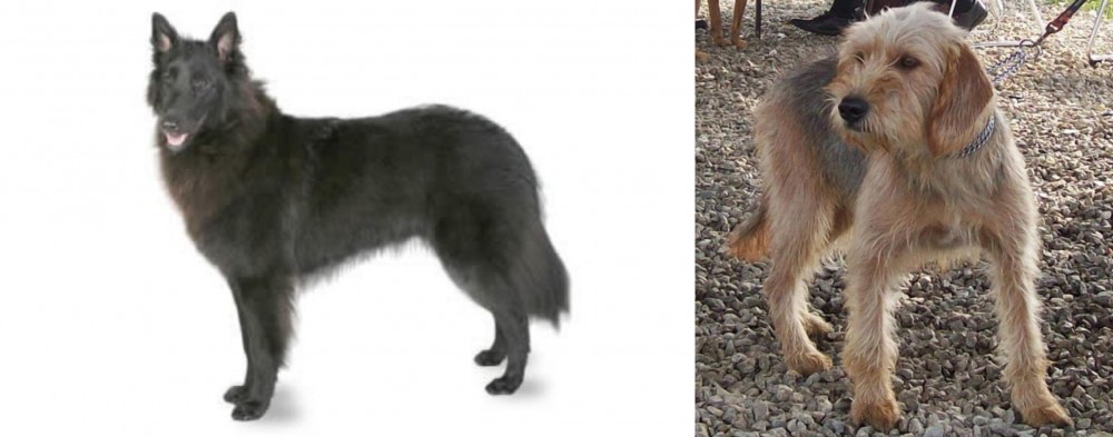 Bosnian Coarse-Haired Hound vs Belgian Shepherd - Breed Comparison