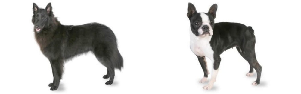 Boston Terrier vs Belgian Shepherd - Breed Comparison