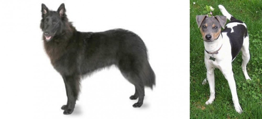 Brazilian Terrier vs Belgian Shepherd - Breed Comparison