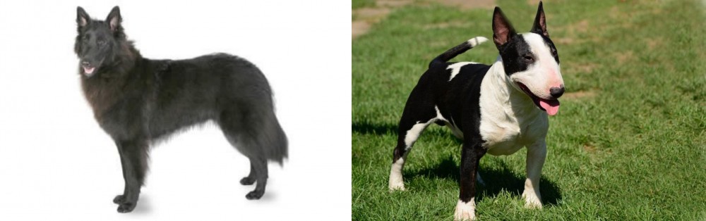 Bull Terrier Miniature vs Belgian Shepherd - Breed Comparison