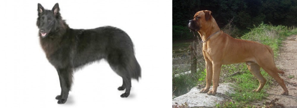 Bullmastiff vs Belgian Shepherd - Breed Comparison