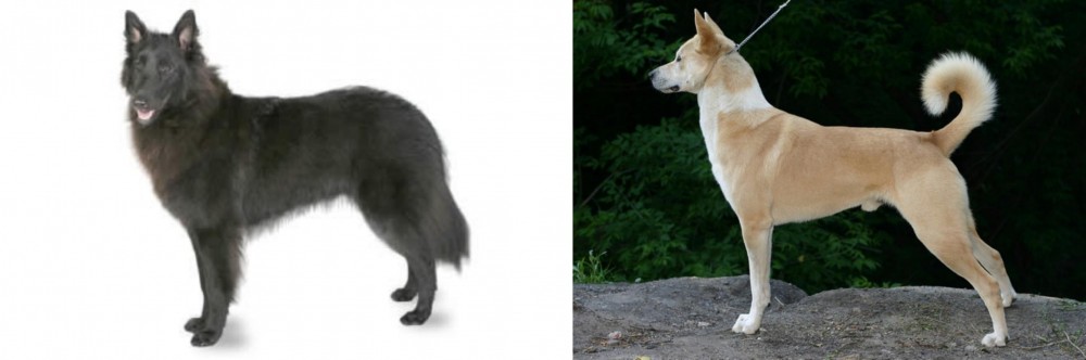 Canaan Dog vs Belgian Shepherd - Breed Comparison