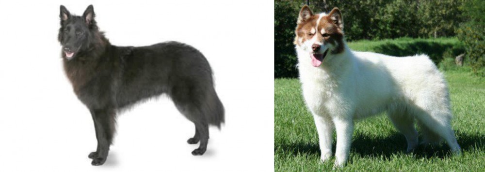 Canadian Eskimo Dog vs Belgian Shepherd - Breed Comparison