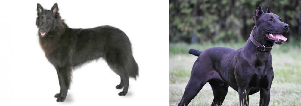 Canis Panther vs Belgian Shepherd - Breed Comparison