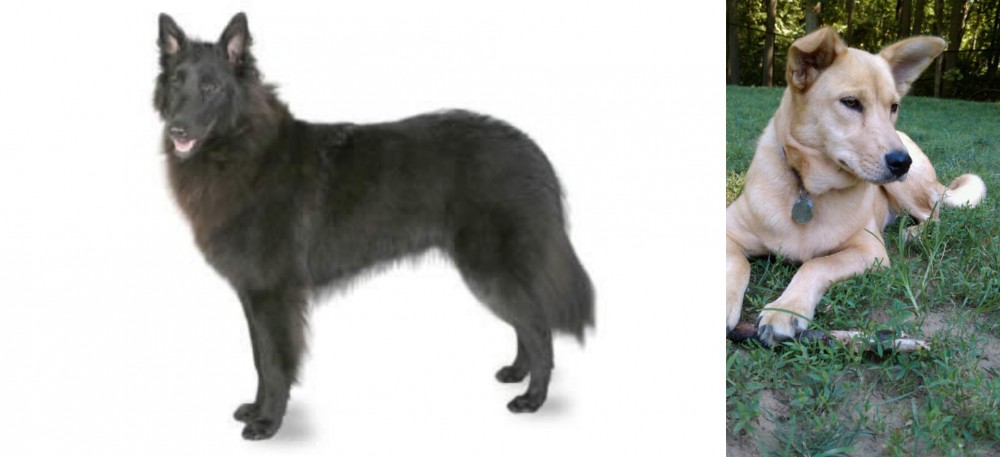 Carolina Dog vs Belgian Shepherd - Breed Comparison