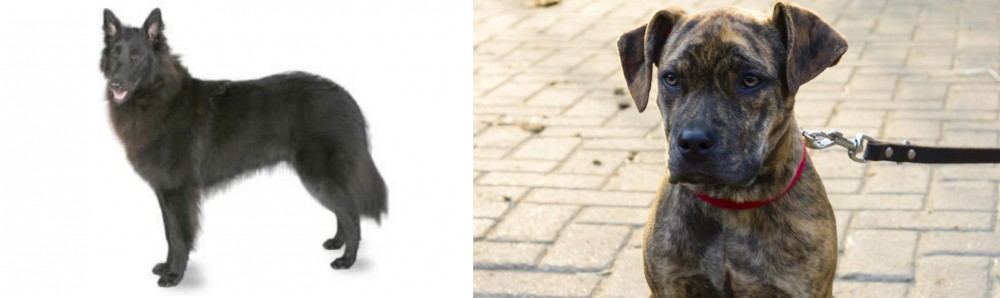 Catahoula Bulldog vs Belgian Shepherd - Breed Comparison