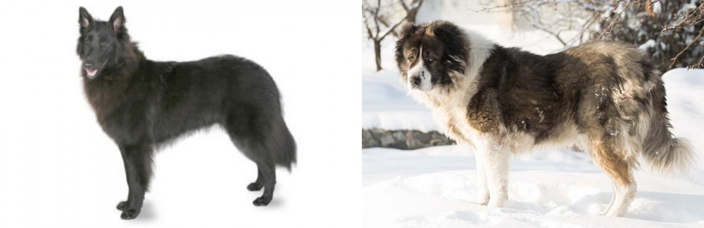 Caucasian Shepherd vs Belgian Shepherd - Breed Comparison