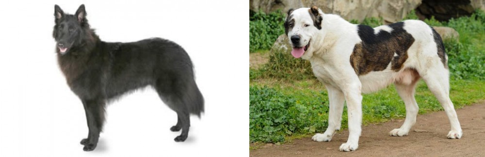 Central Asian Shepherd vs Belgian Shepherd - Breed Comparison