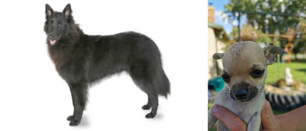 Chihuahua vs Belgian Shepherd - Breed Comparison