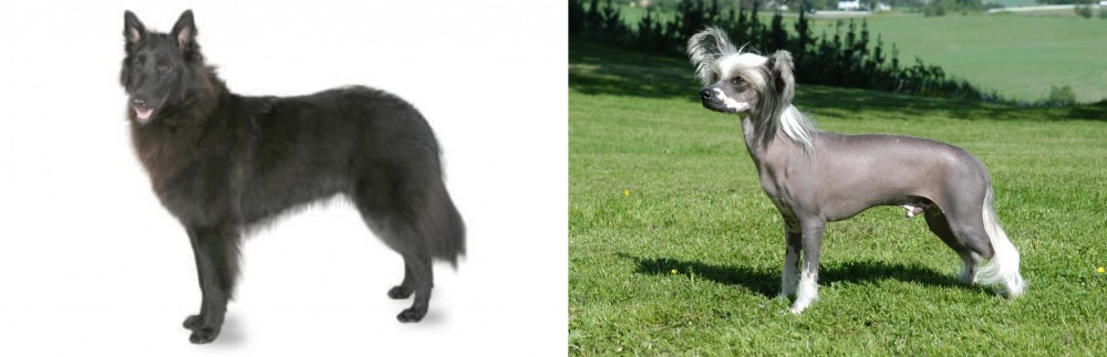 Chinese Crested Dog vs Belgian Shepherd - Breed Comparison