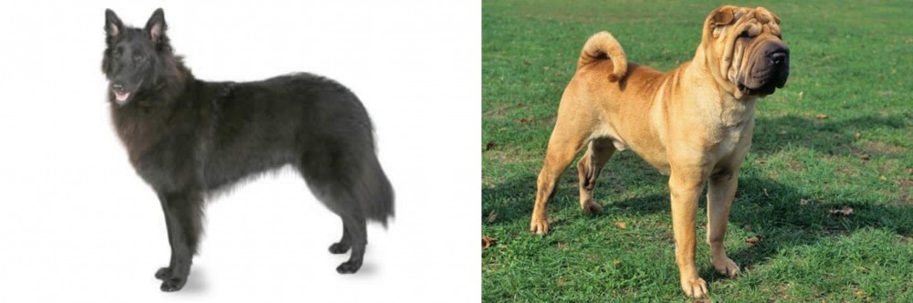 Chinese Shar Pei vs Belgian Shepherd - Breed Comparison