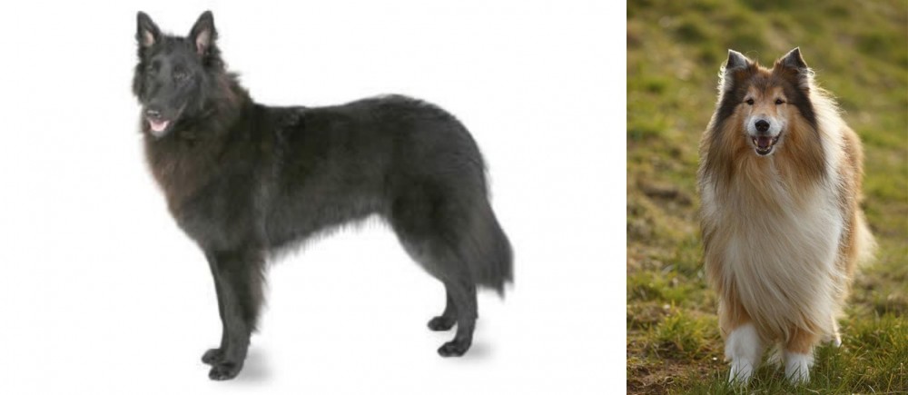 Collie vs Belgian Shepherd - Breed Comparison